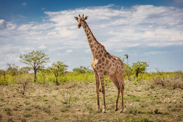Вопреки представлениям, жирафы имеют комплексное социальное поведение