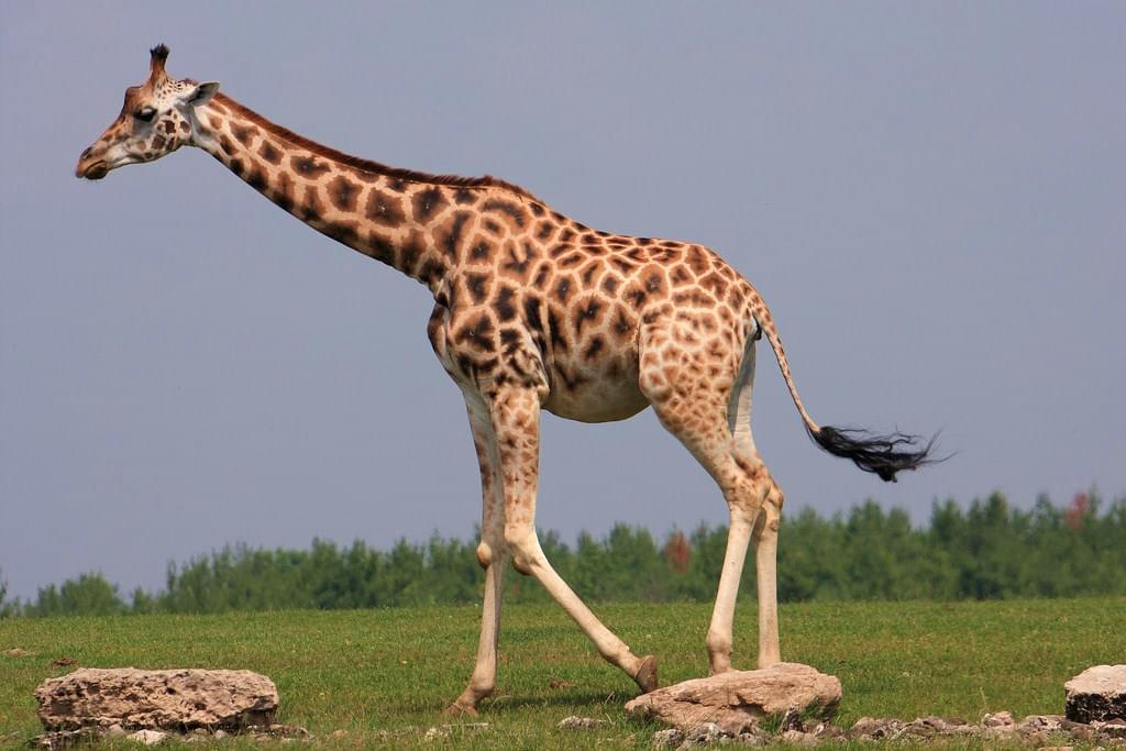 Детеныши жирафов наследуют пятна от матерей