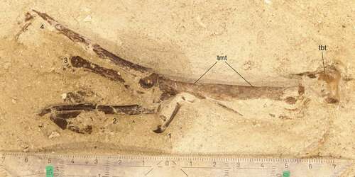 В Германии нашли останки крупной доисторической птицы