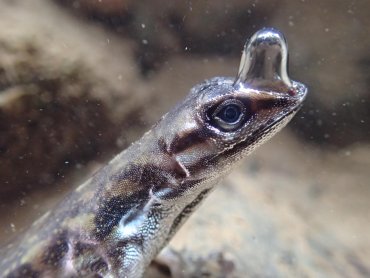 Чтобы дышать под водой, некоторые ящерицы используют пузырь с выдыхаемым воздухом