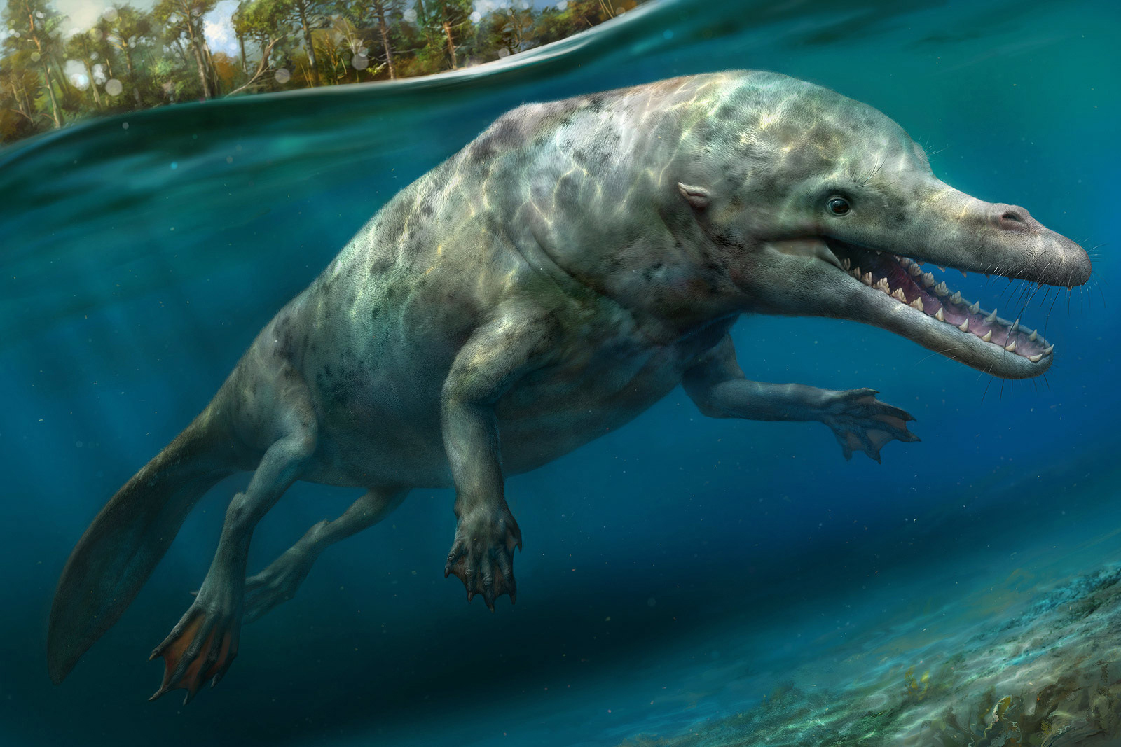 Динозавр жил в воде. Пакицет древний кит. Предок кита пакицет. Древние киты археоцеты. Пакицет Эволюция.