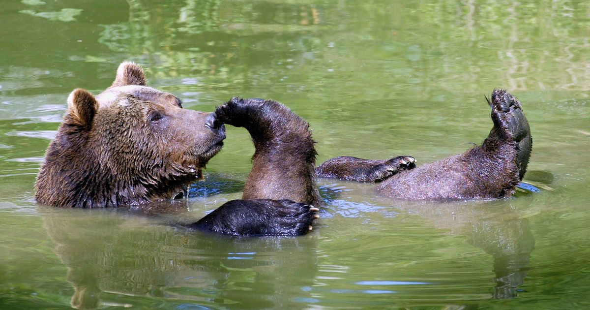 Медведь умывается. Медведь купается. Медведь плывет. Медвежонок купается. Животные купаются.