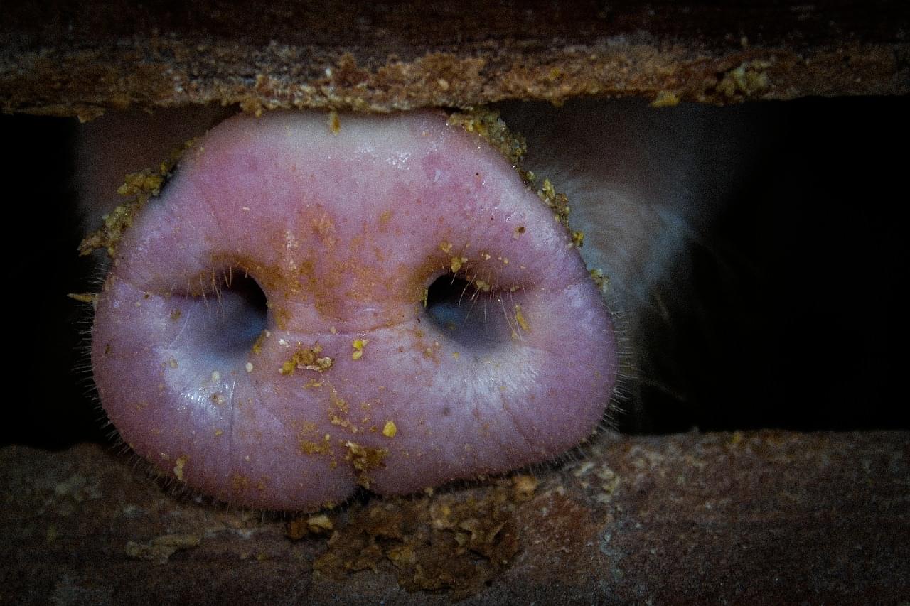 Looking into the Eyes and Ears of a Pink Pig Stock Image - Image of snout, swine