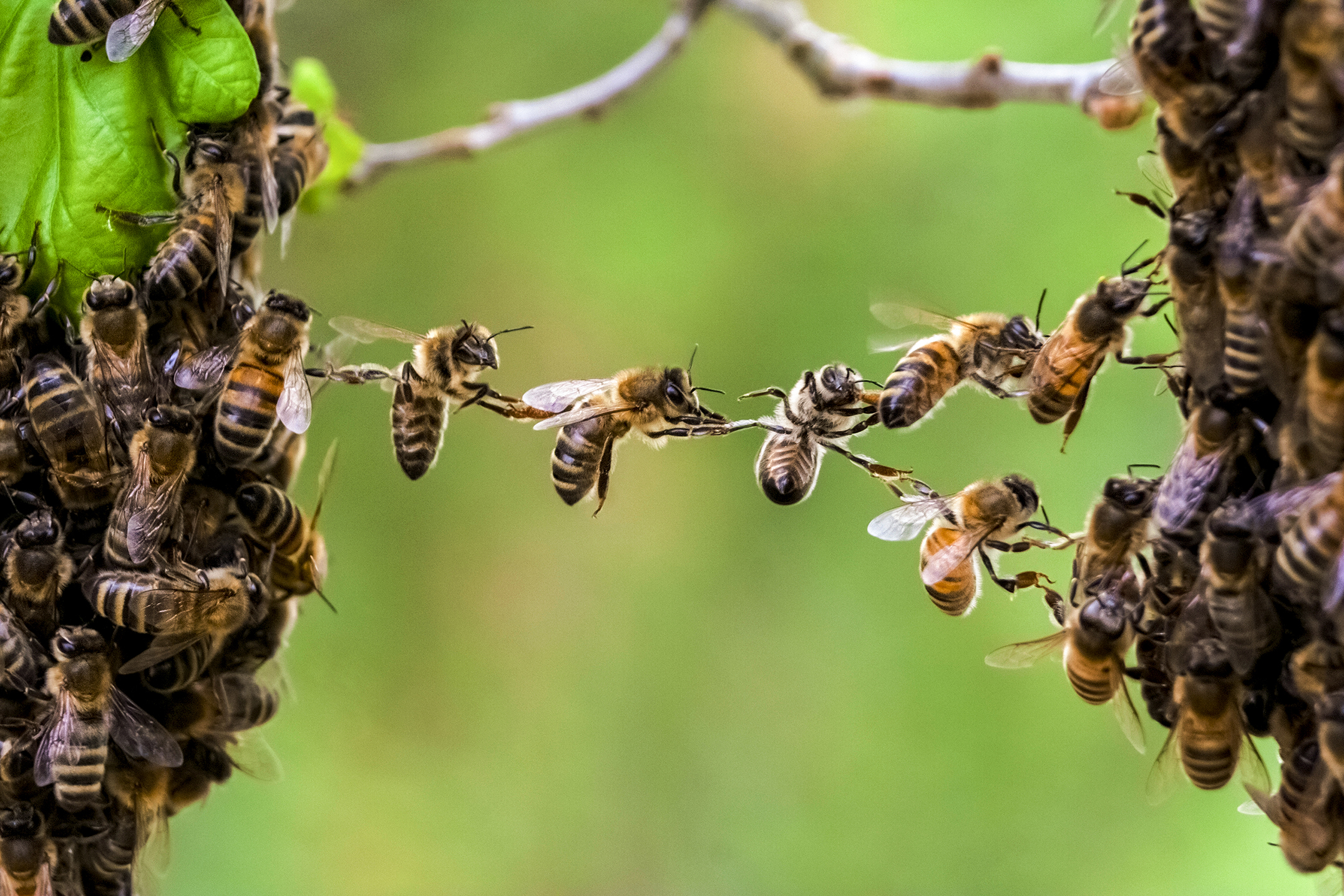 Какие отношения между яблоней и домашней пчелой. Пчелиный Рой. Медоносная пчела улей. Пчела фото. Пчелы в улье.