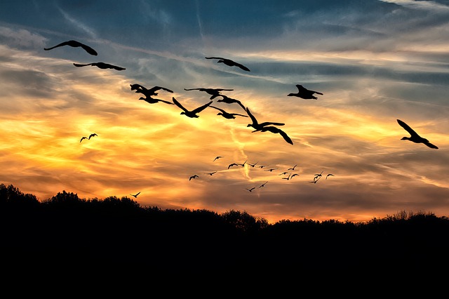 Птицы во время миграции используют магнитное поле Земли 