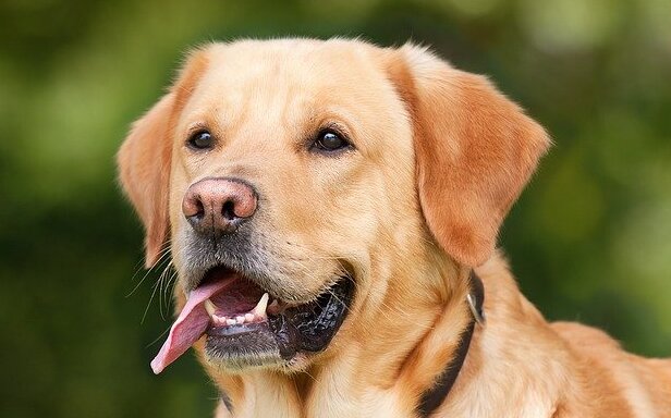 Ученые выяснили, сколько слов и фраз способны понимать собаки разных пород  