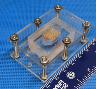 На 3D-принтере напечатали рекордно большие жизнеспособные образцы человеческой печени