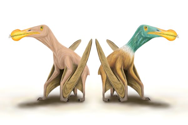 Опровергнуты доказательства того, что у доисторических летающих рептилий были перья 