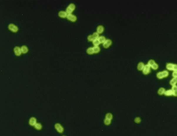 Обнаружен защитный механизм бактерий, вызывающих менингит