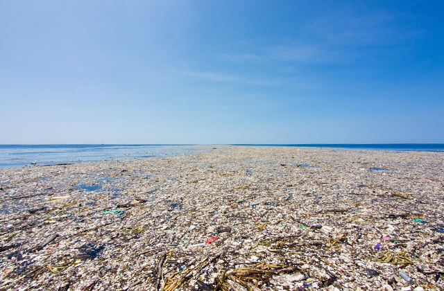 Прибрежные беспозвоночные начали жить на Большом тихоокеанском мусорном пятне