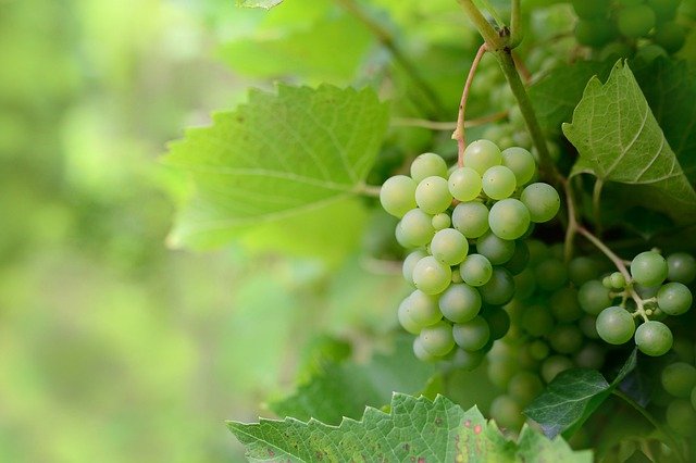 Ученые доказали, что виноград увеличивает разнообразие биома кишечника и снижает уровень холестерина