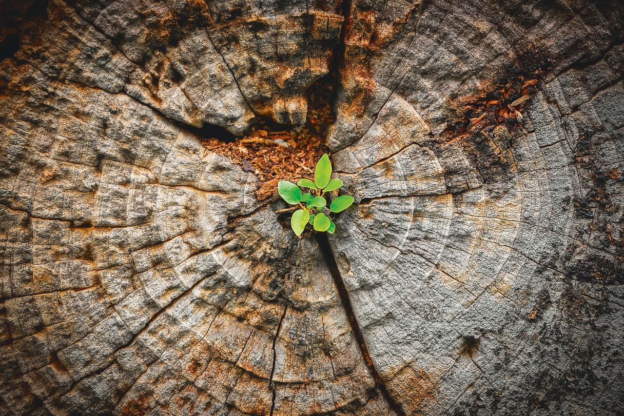 Венец деревьев. Годичные кольца древесины. Дерево Shutterstock. Маленькая дерево. Картинка для рабочего стола растущее деревья.