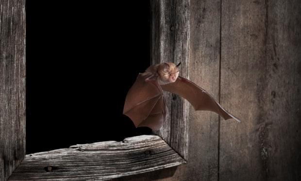 В Великобритании нашлась летучая мышь, которую потеряли уже 115 лет назад.