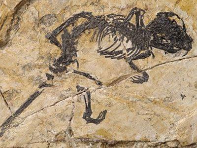 В Китае найдены останки древнего млекопитающего с необычным строением ушей
