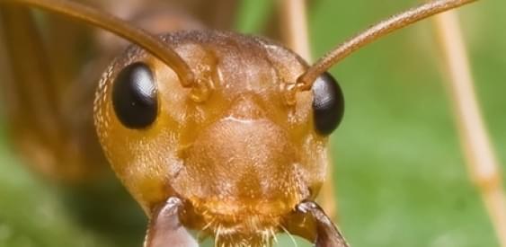 Среди муравьев были обнаружены социопаты