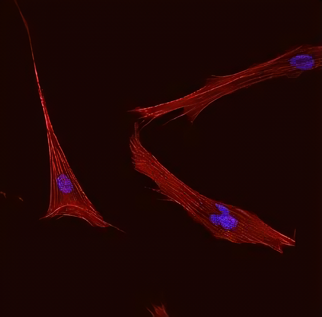 Химики СПбГУ создали биосовместимое нанопокрытие из оксидов титана и цинка для имплантов