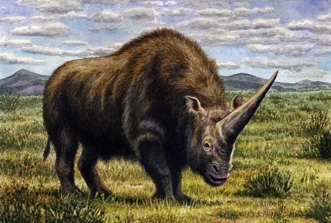 Кроманьонцы могли встречаться с гигантскими носорогами