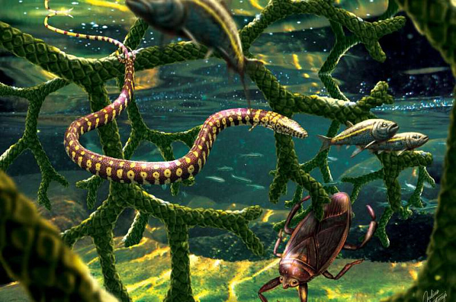 Опровергнуто открытие переходного вида между ящерицами и змеями