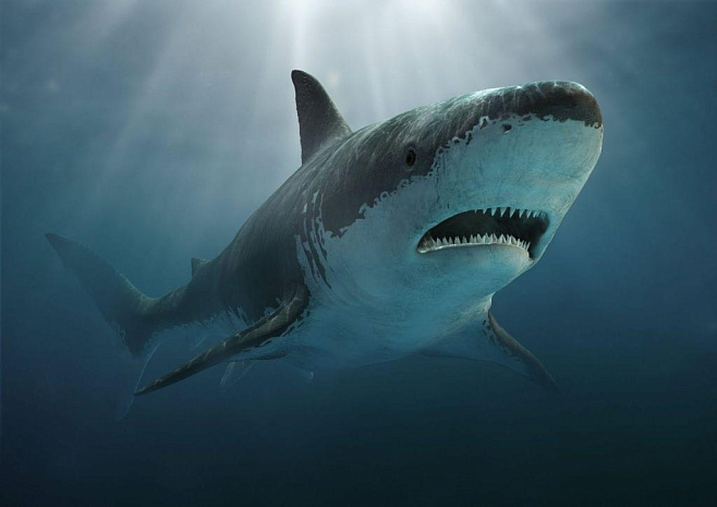 Ученые ответили почему вымерла крупнейшая акула планеты – мегалодон