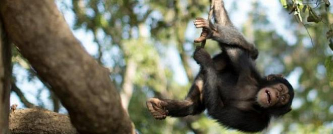 Единственная детородная самка уникального клана обезьян принесла потомство 