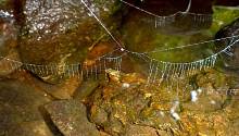 Крохотный паук плетет разные сети на земле, на воде и в воздухе 