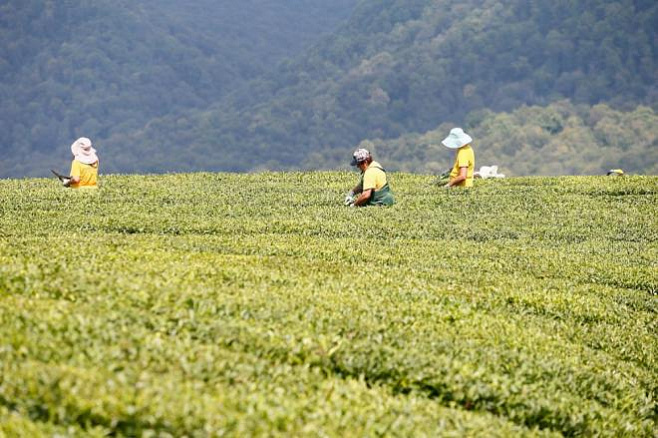 На Кубани появятся холодоустойчивые сорта чая