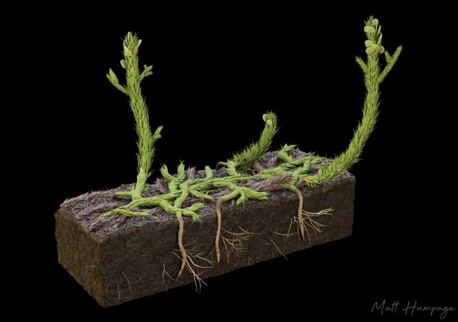 Создана 3D-модель древнейшего корневого растения