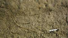 Открытие гигантских песчаных червей говорит о том, что реальность иногда круче вымысла