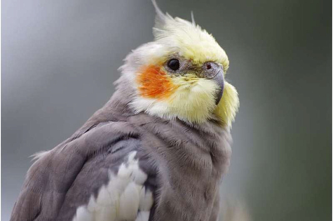 Попугаи кореллы могут петь в унисон с внешней мелодией