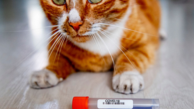 Выявлены случаи передачи SARS-CoV-2 от человека к кошке