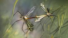 Ученые из Томска выяснили, что комары выносят микропластик из воды на сушу