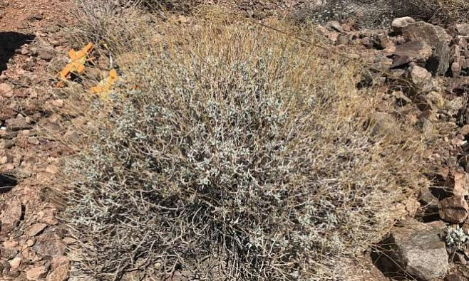 Пустынные растения в Долине Смерти адаптируются к глобальному потеплению