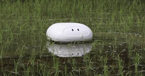 Робот «утка» может помочь японцам уберечь рисовые поля от сорняков