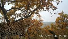 Неожиданно: популяция леопардов на севере Китая растет 