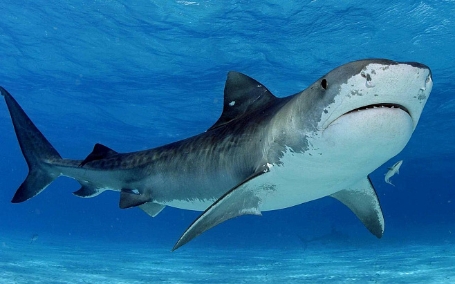 Вода с повышеной кислотностью разъедает акулью чешую