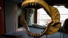 Ученые выяснили, каких размеров достигала древняя огромная акула 