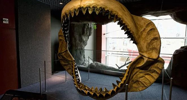 Ученые выяснили, каких размеров достигала древняя огромная акула 