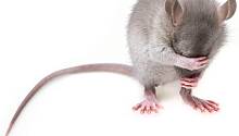 Мутация в ДНК заставляет мышей быстрее стареть