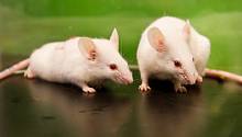 Учёные «подружили» мышей друг с другом с помощью нейроимплантов
