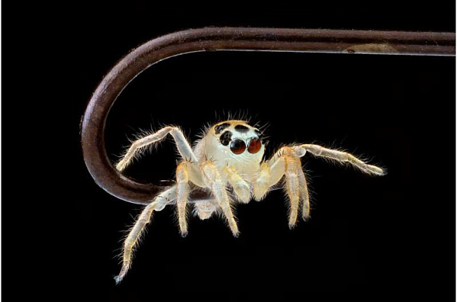 Периферийное зрение помогает паукам отличать живое от неживого