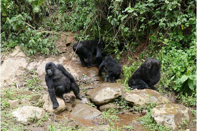 Глобальное потепление заставляет горных горилл чаще чувствовать жажду