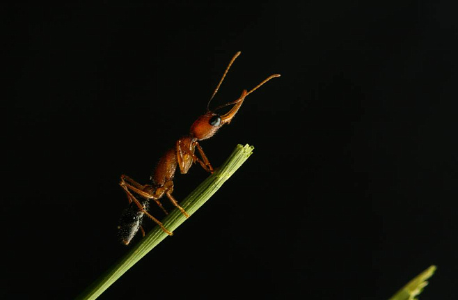 Самки прыгающих муравьёв умеют уменьшать и увеличивать свой мозг