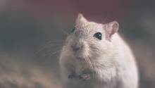 Японские учёные заставили жить мозг мыши вне черепа