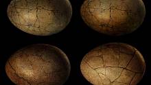 Химический анализ помог понять, кто отложил яйца в Мексике десятки миллионов лет назад 