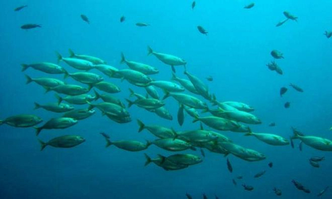 «Эффект бутылочного горлышка» в популяции рыб приводит к мутациям, нарушающим их процесс старения
