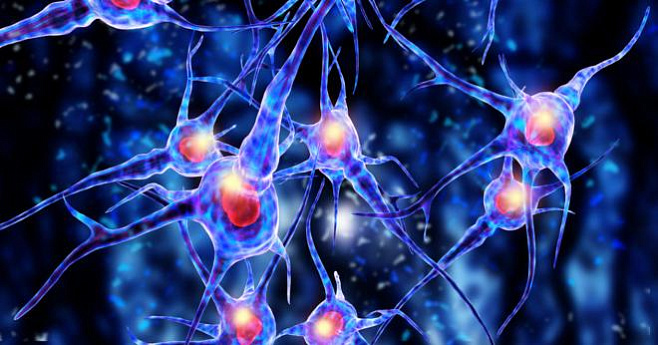 Восстановить нервные клетки возможно в живом организме