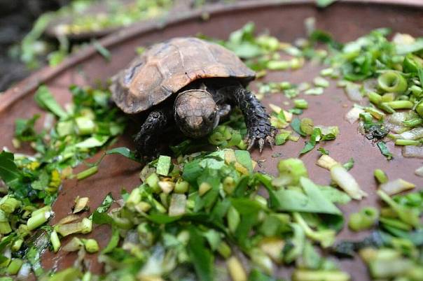В Бангладеше вылупились черепахи почти вымершего вида
