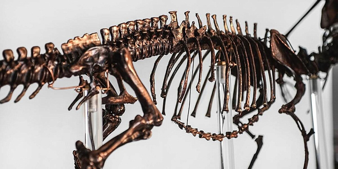Идеально сохранившаяся кожа динозавра найдена в Корее