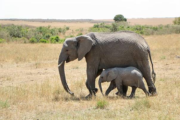 Слоны и плодородие африканских почв
