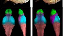 Картирование мозга пещерной рыбы показало изменения, связанные с эволюцией поведения 